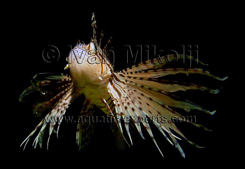 pez leon en el caribe